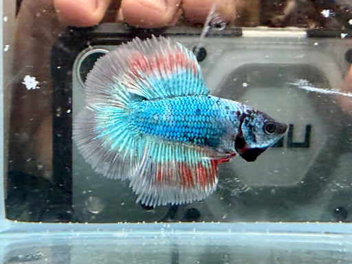 * Betta * Junior DTHM Doubletail Halfmoon (Actual Fish) #27