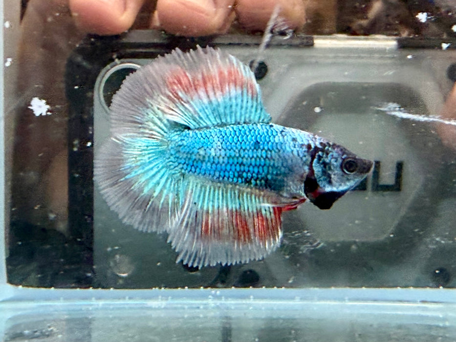 * Betta * Junior DTHM Doubletail Halfmoon (Actual Fish) #27
