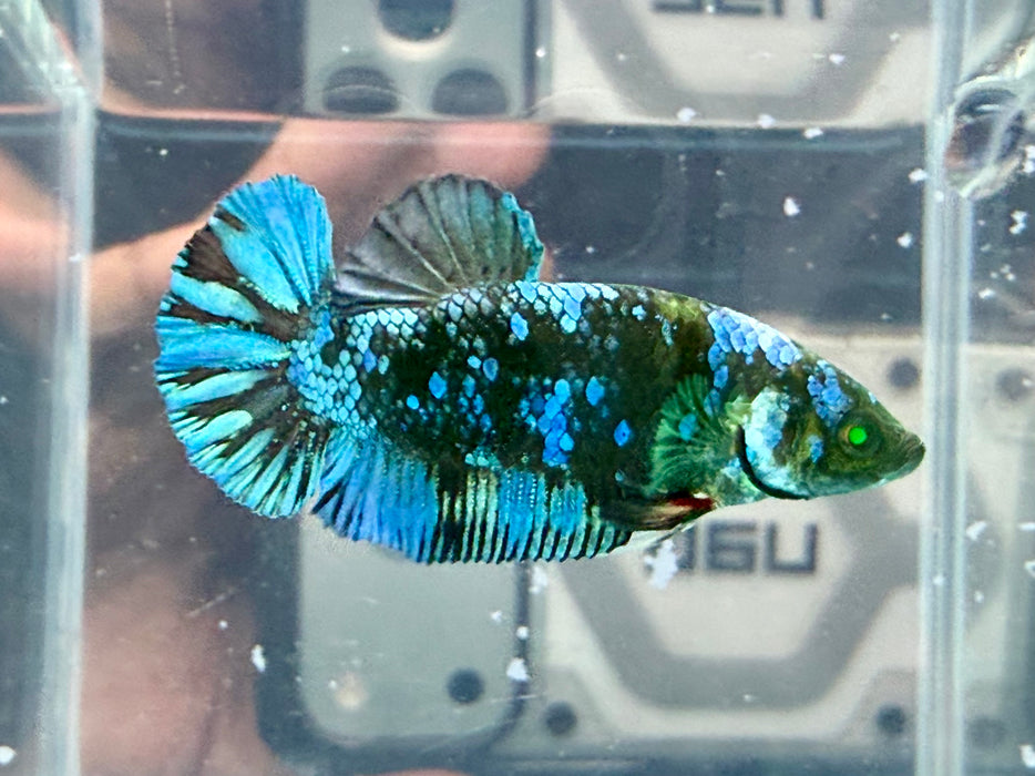 * Betta * HMPK (Actual Fish) #61