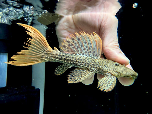 * Pleco * Pseudacanthicus leopardus (L600) “Wild” 12-15cm