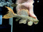 * Pleco * Pseudacanthicus leopardus (L600) “Wild” 12-15cm