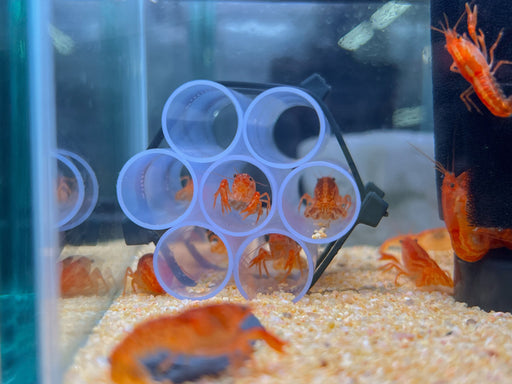 * Shrimps *  Cambarellus Patzcuarensis (CPO) Orange Mexican Dwarf Crayfish