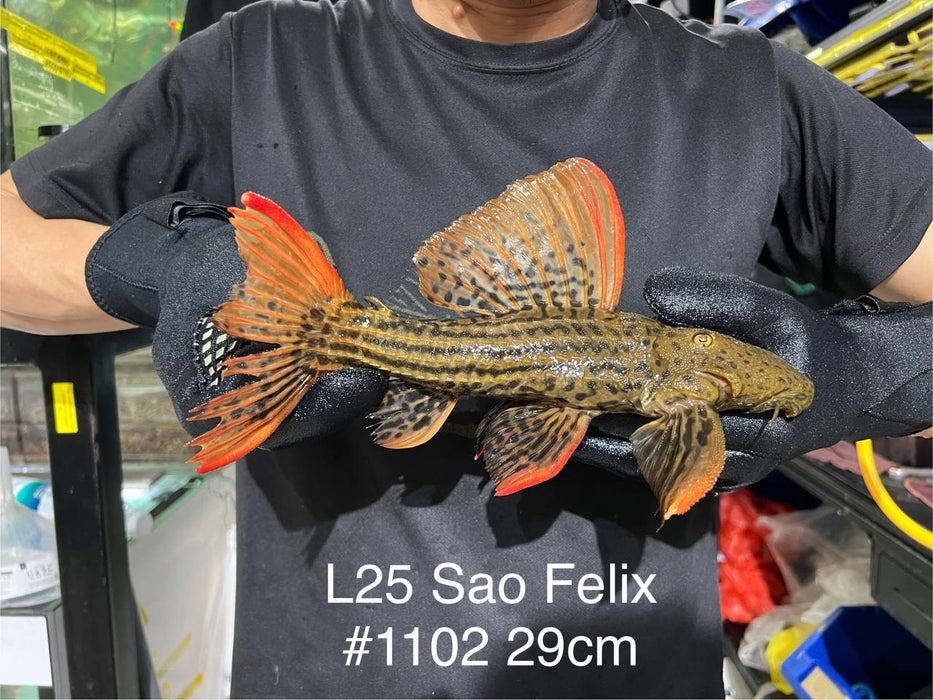 * Pleco *  L25 “Sao Felix ” #1102 29cm (Actual piece)