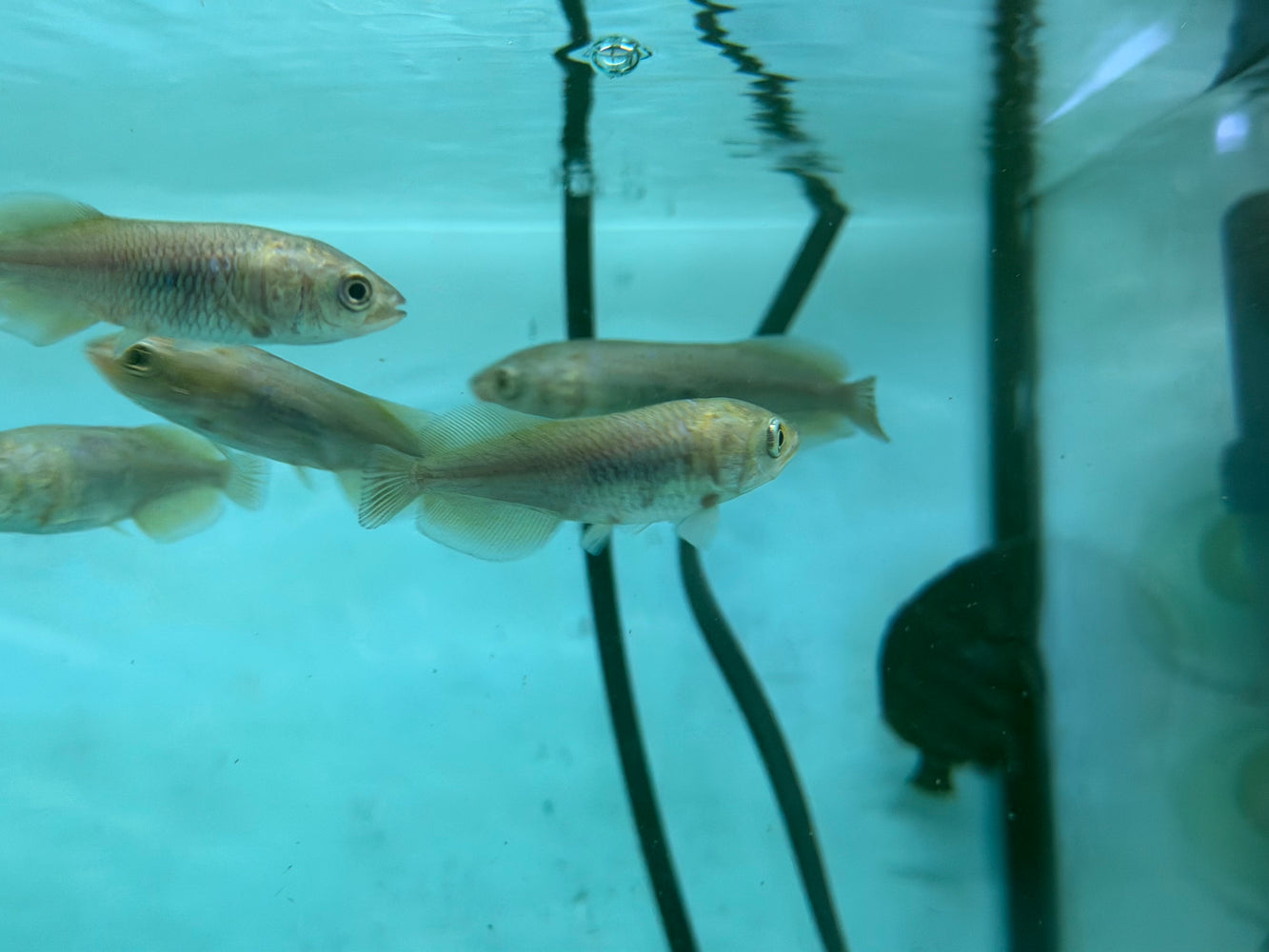 * Arowana * Heterotis niloticus (AFRO) (African arowana) 7-9cm