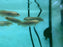 * Arowana * Heterotis niloticus (AFRO) (African arowana) 7-9cm