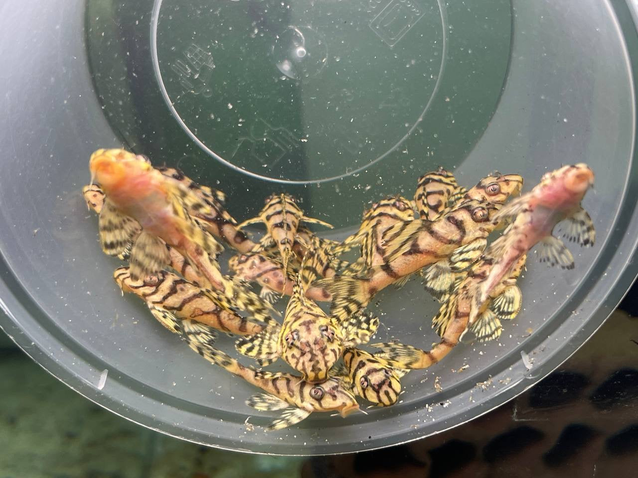 * Pleco *  L236 Yellow 5cm