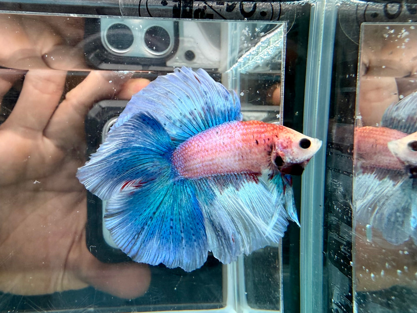 * Betta * DTHM Doubletail Halfmoon (Actual Fish) #54