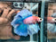 * Betta * DTHM Doubletail Halfmoon (Actual Fish) #54