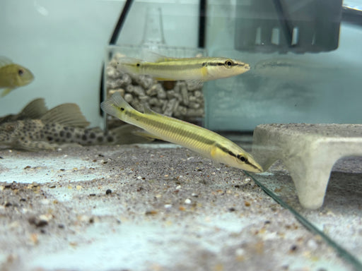 * Cichlids * Crenicichla Zebrina 8-12cm