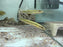 * Cichlids * Crenicichla Zebrina 8-12cm