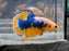* Betta * Yellow Fancy HMPK (Actual Fish) #PK07