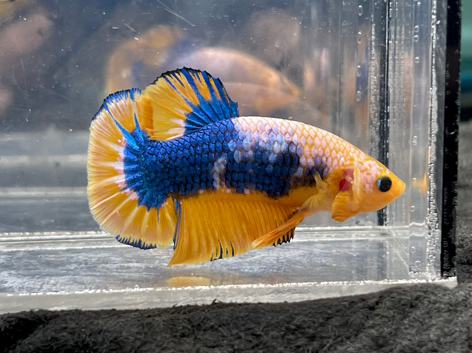 * Betta * Yellow Fancy HMPK (Actual Fish) #PK07