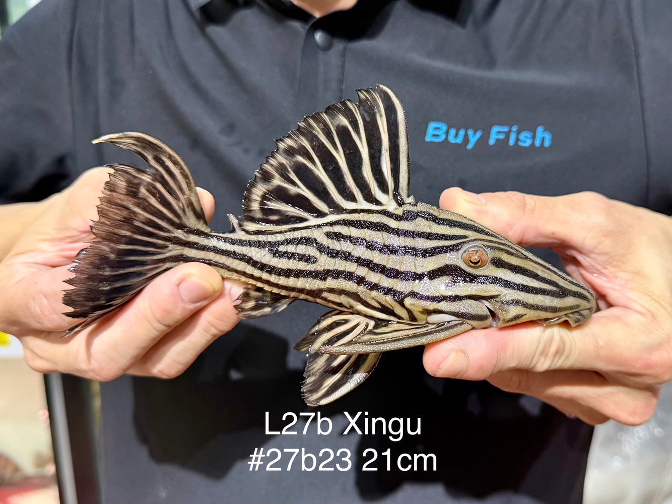 * Pleco *  Panaque armbrusteri (L27B Xingu) 21cm #27b23 (Actual piece)