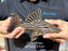 * Pleco *  Panaque armbrusteri (L27B Xingu) 21cm #27b23 (Actual piece)