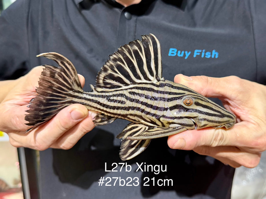* Pleco *  Panaque armbrusteri (L27B Xingu) 21cm #27b23 (Actual piece)