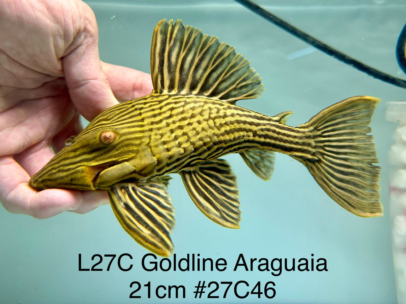 * Pleco *  Panaque armbrusteri (L27C Araguaia GOLDLINE) 21cm #27c46 (Actual piece)