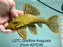 * Pleco *  Panaque armbrusteri (L27C Araguaia GOLDLINE) 21cm #27c46 (Actual piece)