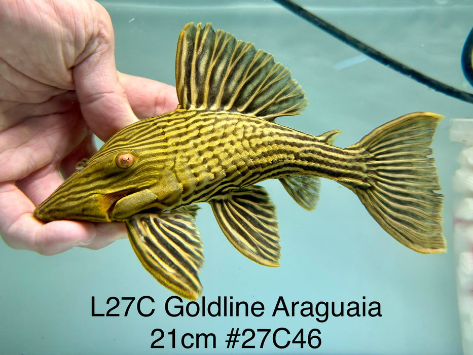 * Pleco *  Panaque armbrusteri (L27C Araguaia GOLDLINE) 21cm #27c46 (Actual piece)