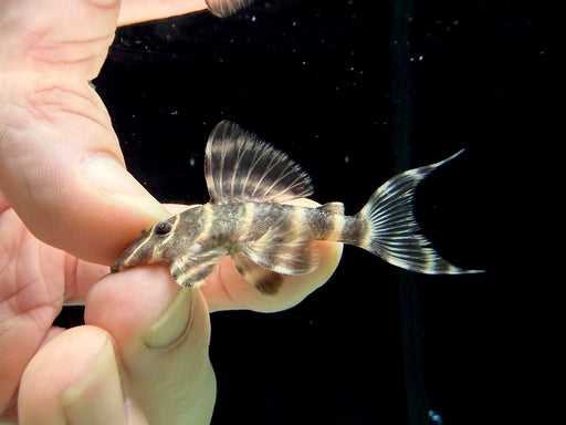 * Pleco *  Panaqolus albivermis (L204) 4-6cm