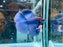 * Betta * DTHM Doubletail Halfmoon (Actual Fish) #47
