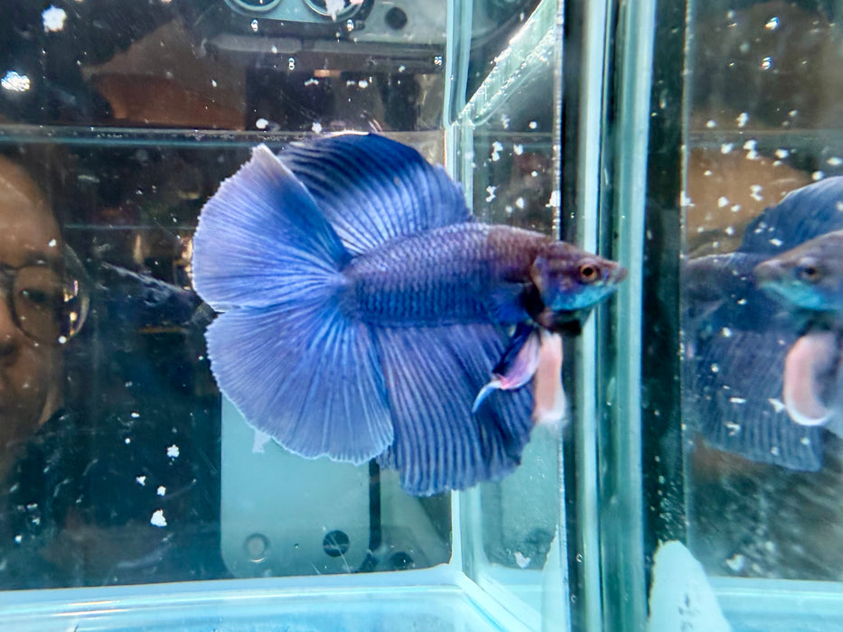* Betta * DTHM Doubletail Halfmoon (Actual Fish) #47