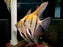 * Discus/Angelfish * Pterophyllum scalare "Redback Manacapuru" German Bred