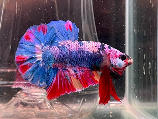 * Betta * Show Betta #B24 (Actual Fish)