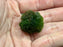 *Plants* Marimo Mossballs M(1 Piece / Pack) #MBM