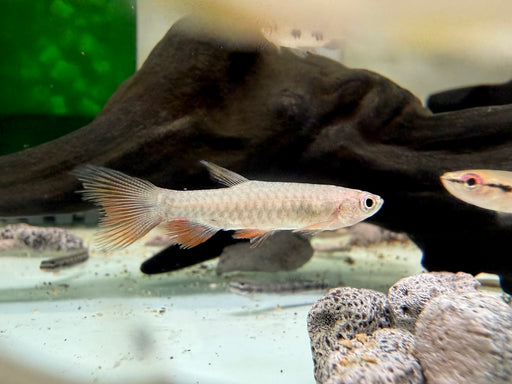 * Tetra  * Pyrrhulina Brevis (Flamefin Splash Tetra)