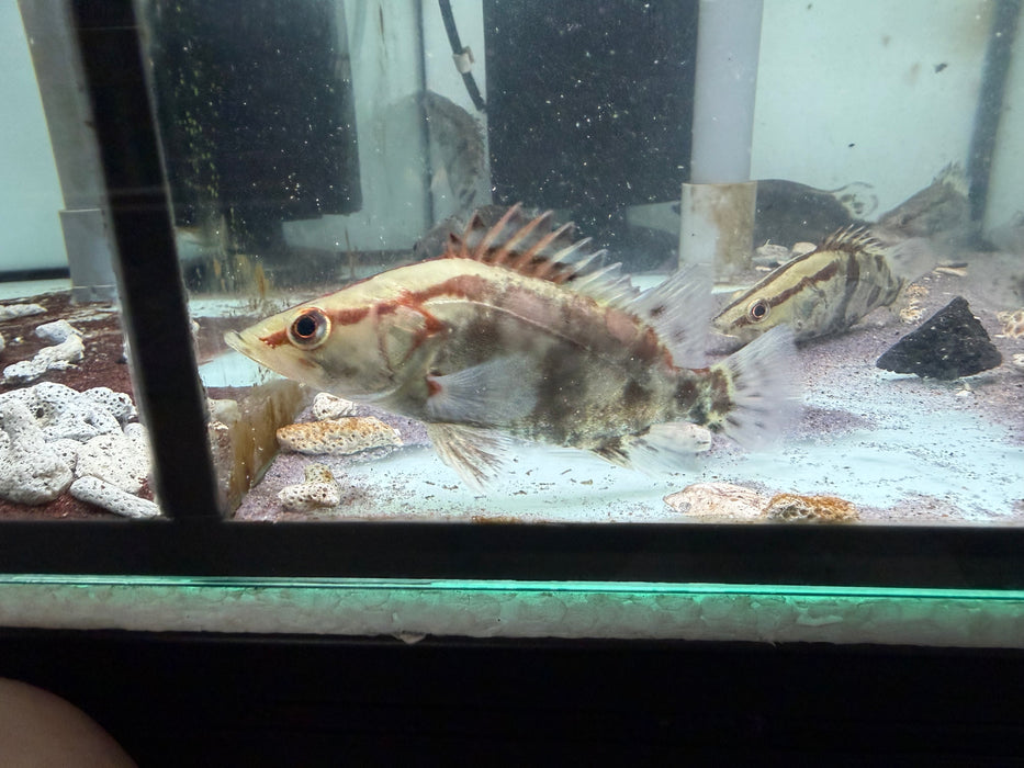* Other Species * Siniperca chuatsi (Chinese Perch)