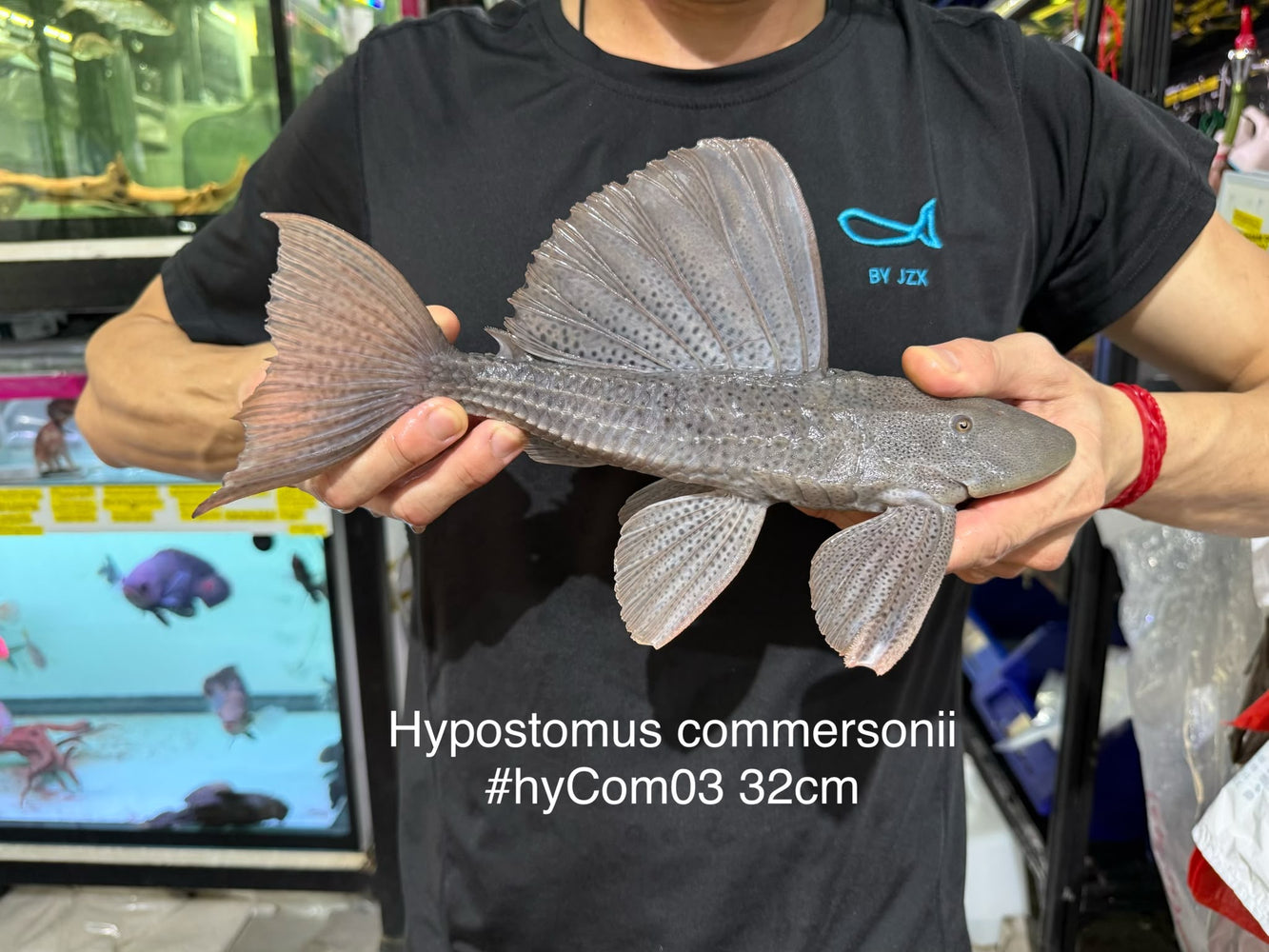 * Pleco *  Hypostomus Commersoni 32cm #HYCOM03 (Actual piece)