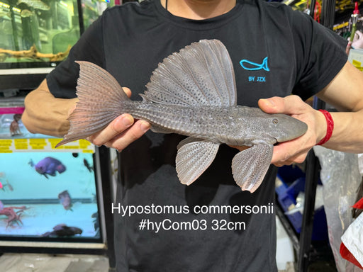 * Pleco *  Hypostomus Commersoni 32cm #HYCOM03 (Actual piece)