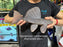 * Pleco *  Hypostomus Commersoni 32cm #HYCOM03 (Actual piece)