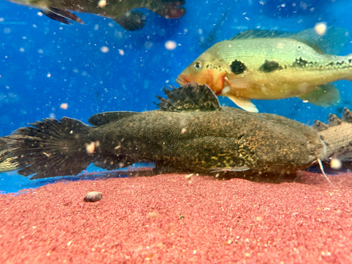* Catfish *  Lophiosilurus apurensis (Jelly catfish) 40-45cm