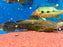 * Catfish *  Lophiosilurus apurensis (Jelly catfish) 40-45cm