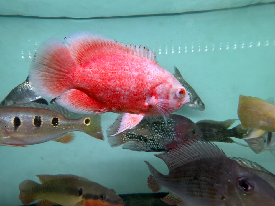* Cichlids * Astronotus Ocellatus sp. Albino Red (Albino Red Oscar)(10-15cm)