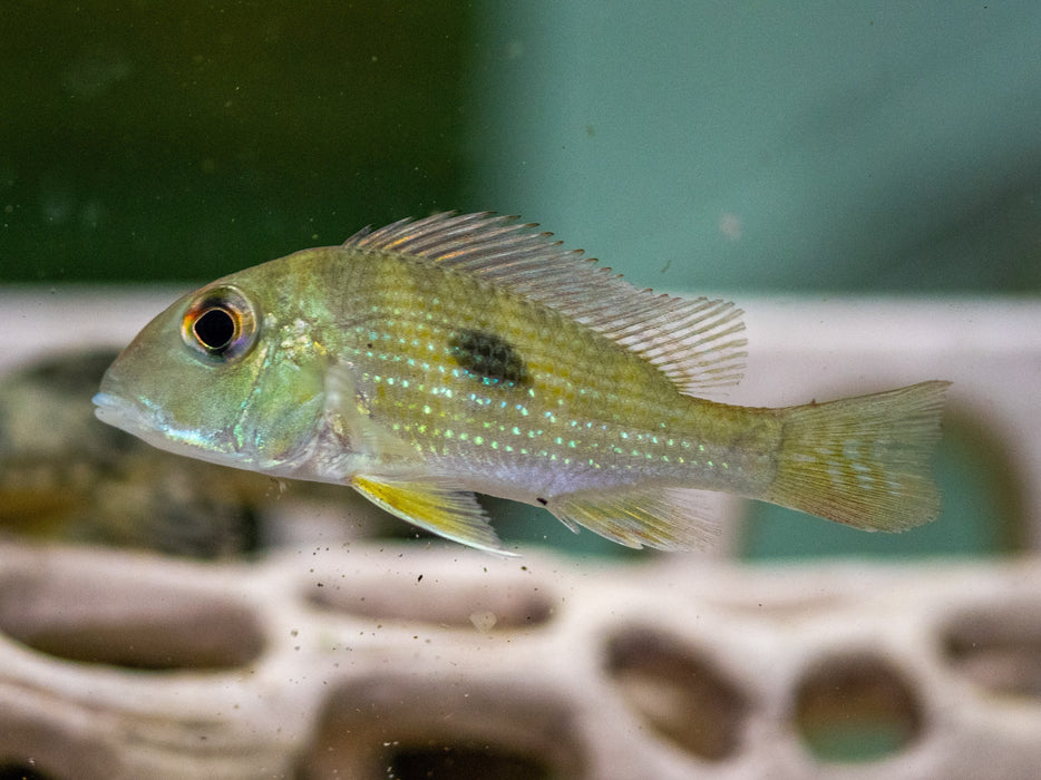* Cichlids * Geophagus proximus WILD 5-7cm