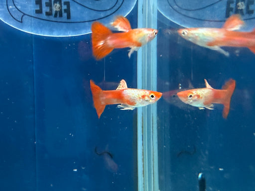 * Livebearers *  Platinum Red Tail Guppy