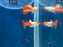 * Livebearers *  Platinum Red Tail Guppy