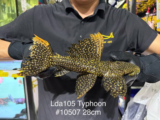 * Pleco * Pseudacanthicus sp Typhoon LDA105 28cm #10507 (Actual piece)