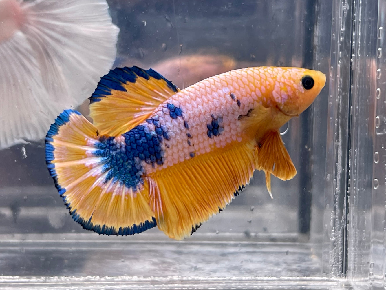 * Betta * Yellow Fancy HMPK (Actual Fish) #PK06