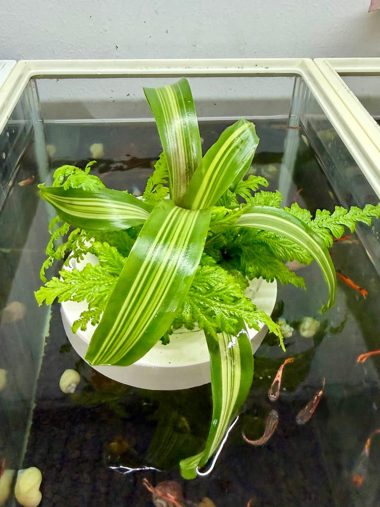 * Plants* Plant Floater & Plants #01