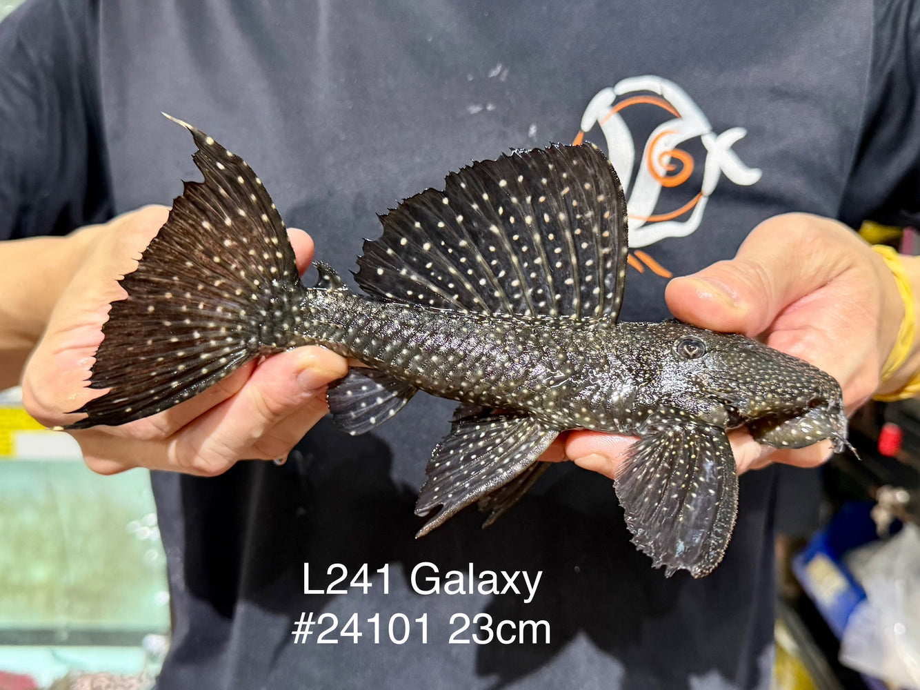 * Pleco *  Leporacanthicus sp. (L241 Galaxy) 23cm #24101 (Actual piece)