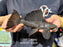* Pleco *  Leporacanthicus sp. (L241 Galaxy) 23cm #24101 (Actual piece)