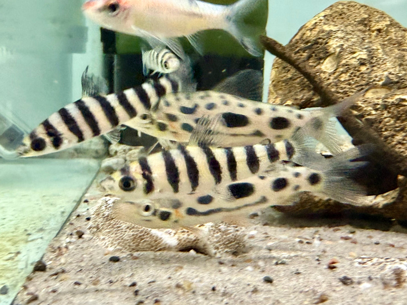 * Other Species * Leporinus Fasciatus (Banded Leporinus) 6-8cm