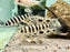 * Other Species * Leporinus Fasciatus (Banded Leporinus) 6-8cm