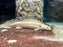* Polypterus * Polypterus endlicheri PLATINUM 8-10cm Captive Bred