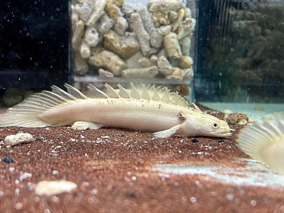 * Polypterus * Polypterus endlicheri PLATINUM 8-10cm Captive Bred