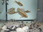 * Cichlids *  Apistogramma Trifasciata (Pair)