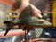 * Pleco * L330 (Watermelon Pleco) Full Spotted 23cm #33009